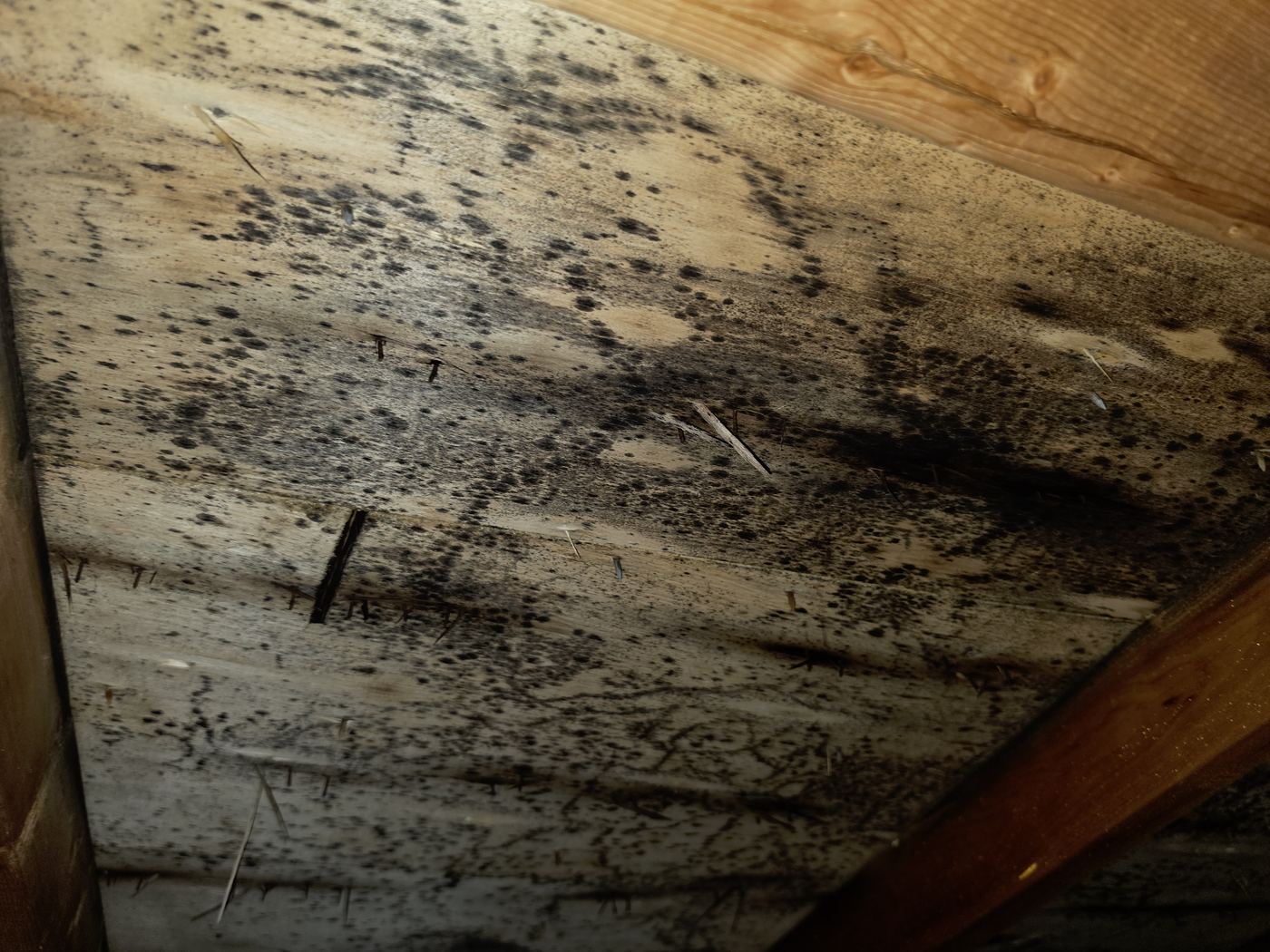 Pontage de toit couvert de taches noires de moisissure dans un entretoit